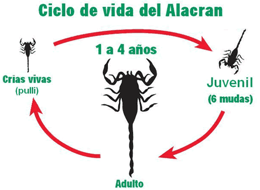 Alacran | Productos para el Control de Plagas