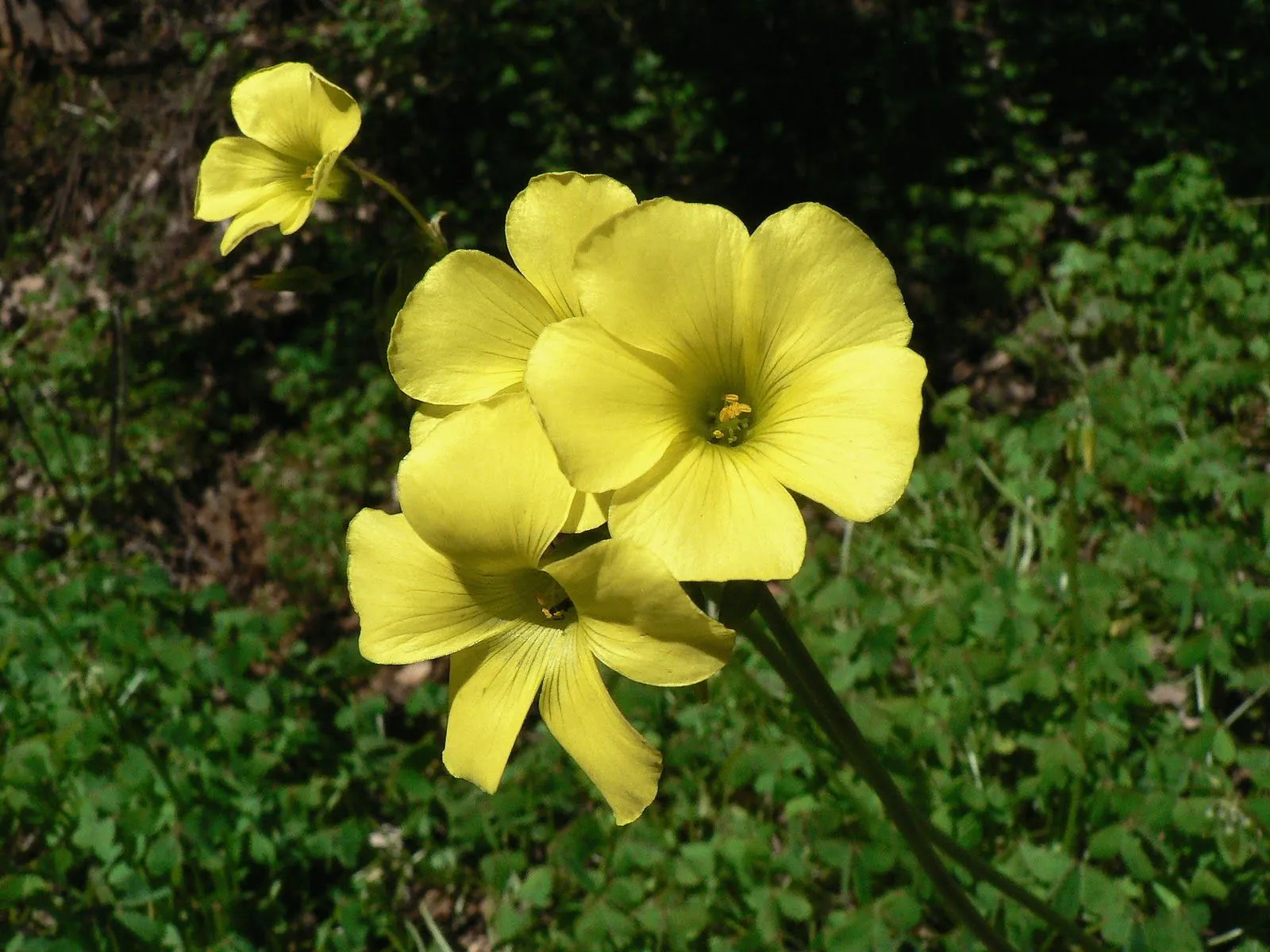 Desde Alájar: Vinagrera, flor del sueño