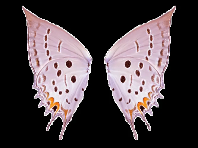 Alas de mariposa png - Imagui