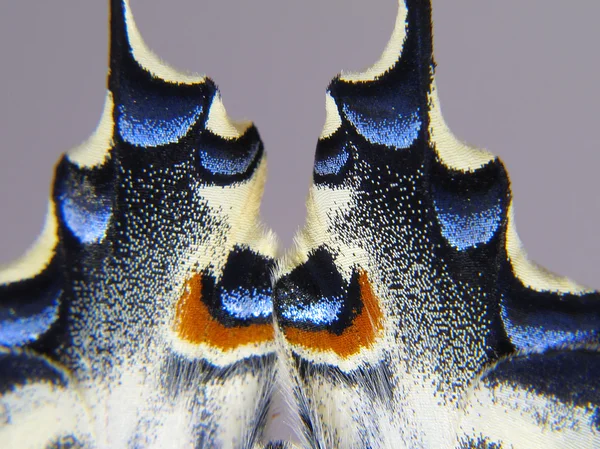 Alas de una mariposa en macro para fondo o textura | Stock Photo ...