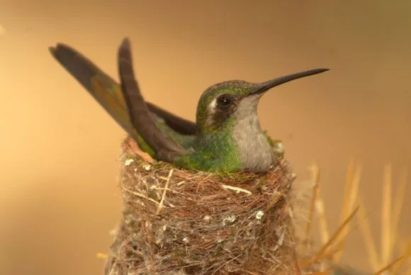 Con las alas tendidas, el colibrí cubano | Cubadebate