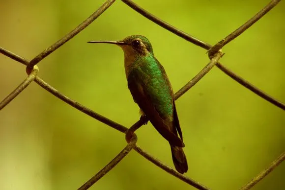 Con las alas tendidas, el colibrí cubano | Cubadebate