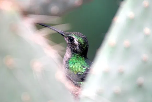 Con las alas tendidas, el colibrí cubano | Cubadebate