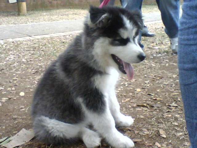 Fotos de ALASKA MALAMUTE VENTA DE CACHORROS 3103754882 ...