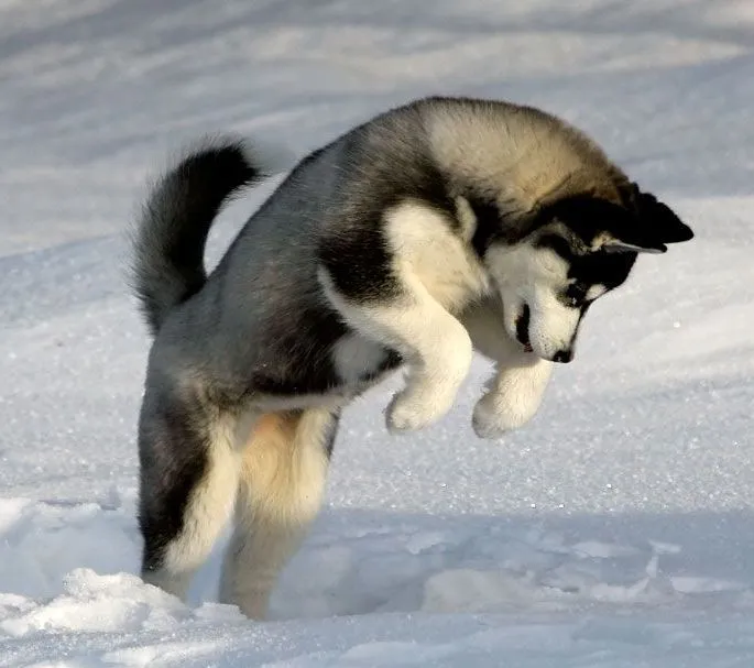 Do Alasca Husky - Raças de cães | Mascote.