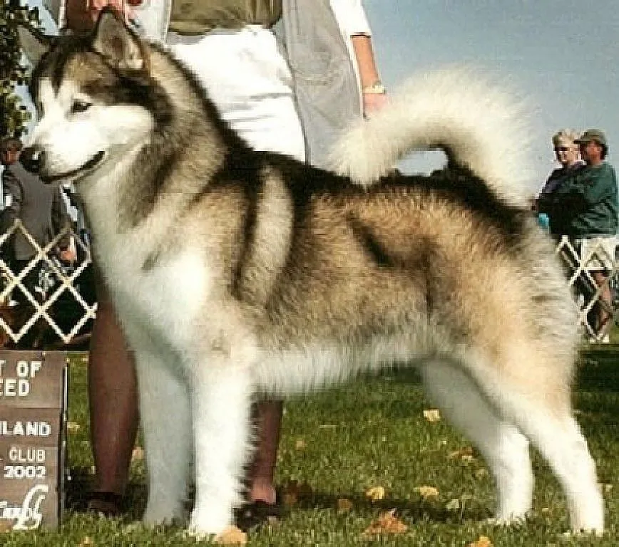 Alaskan malamute | Cuidar de tu perro es facilisimo.