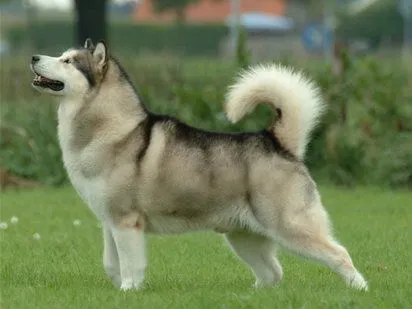 Alaskan Malamute | Cuidar de tu perro es facilisimo.com