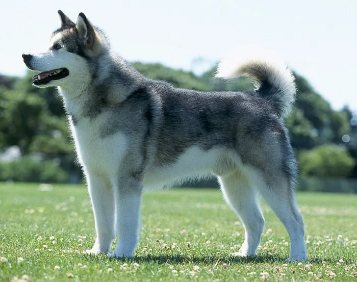 Alaskan Malamute | DOG LOVERS COMMUNITY