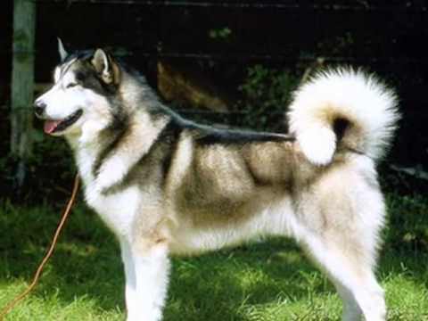 Alaskan malamute - YouTube