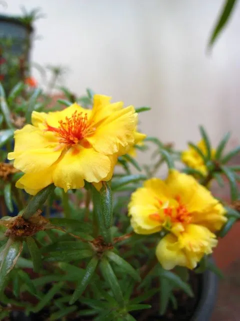 Albedrío RADICAL: Flor Bella a las Once