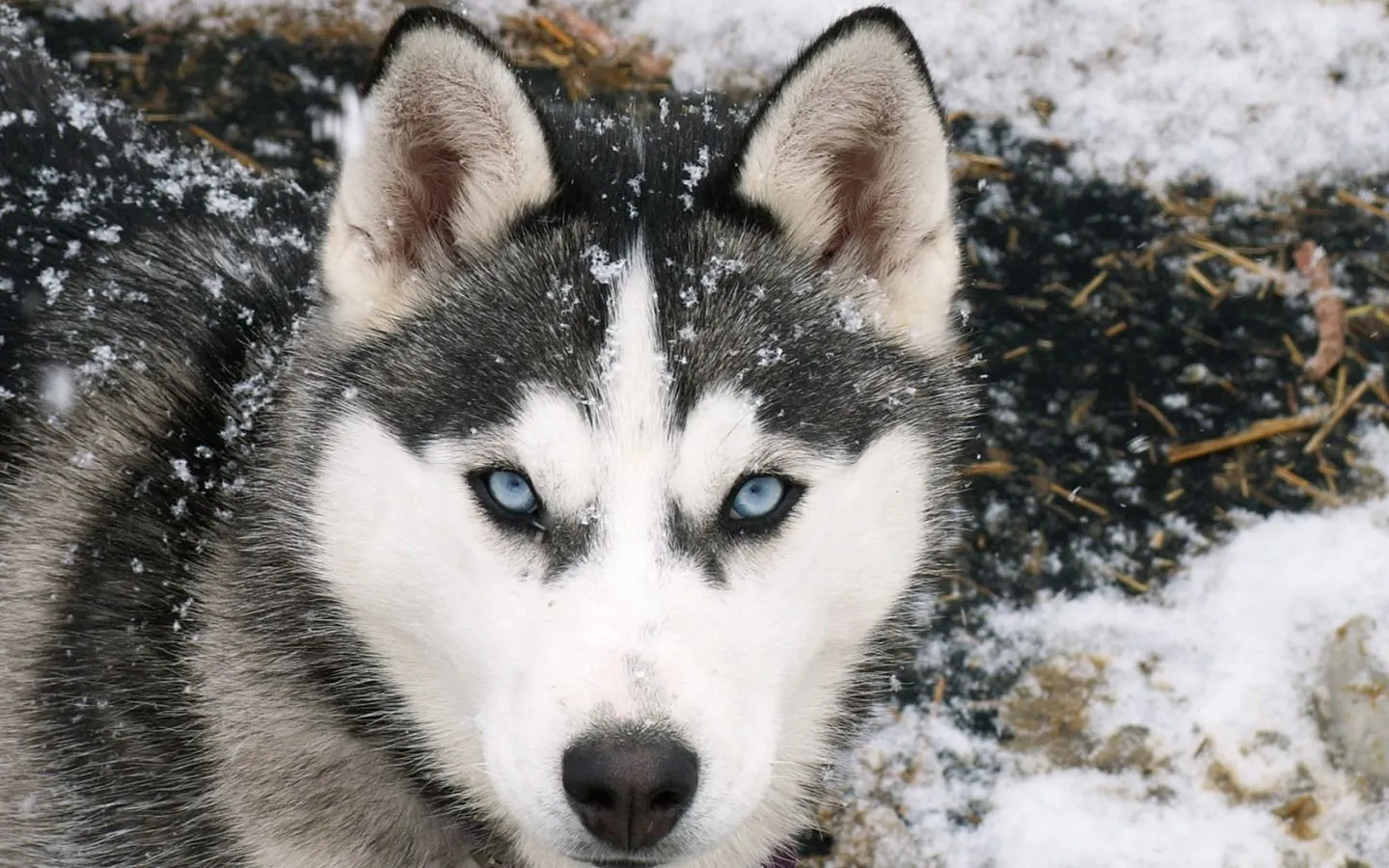 el husky siberiano es una raza de perro de trabajo oriunda del este de ...