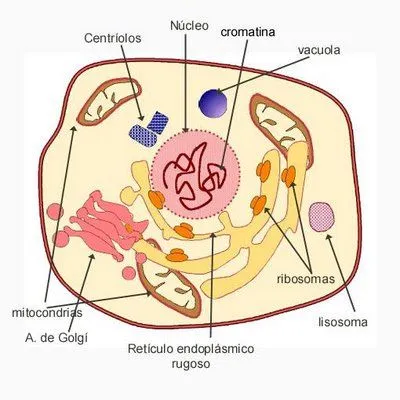 ALBERTO: LA CÉLULA Y SUS PARTES