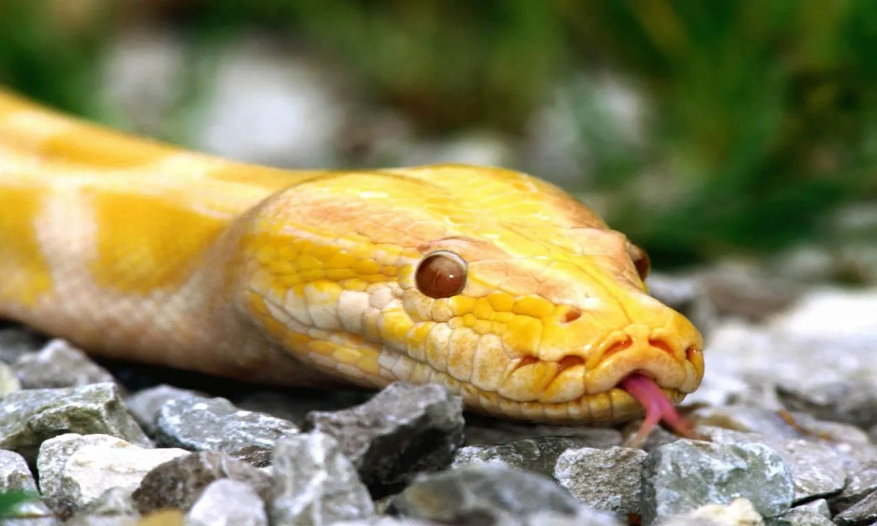 Albino Burmese Python wallpapers