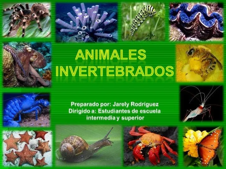 Animales invertebrados terrestres y acuaticos - Imagui