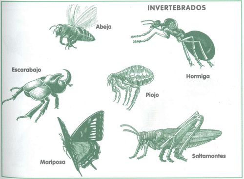 ALBUM DE ANIMALES VERTEBRADOS E INVERTEBRADOS - Imagui