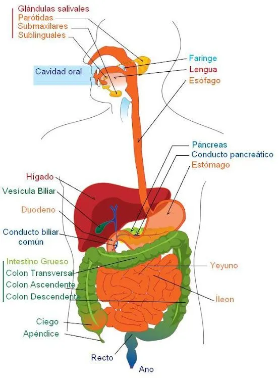 Digestión, Bioenergética y Metabolismo: Biomoléculas de alta energía