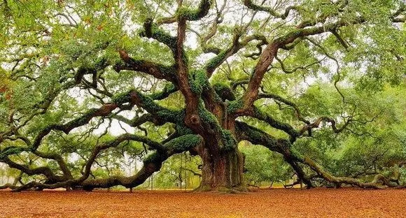 Album Digital Hofmann: 15 famosos árboles vivos