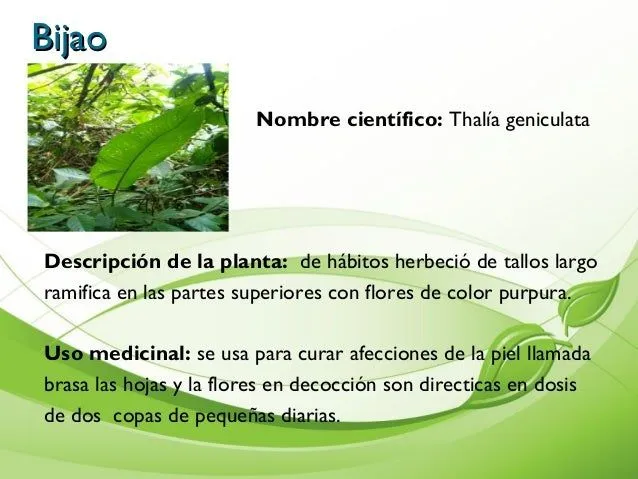 Album de Plantas