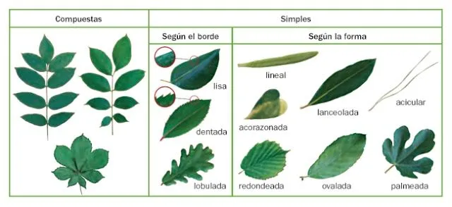 Clases de hojas de plantas - Imagui