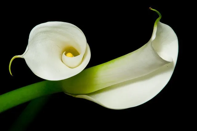 Alcatraz / Calla Lillies | Flickr - Photo Sharing!