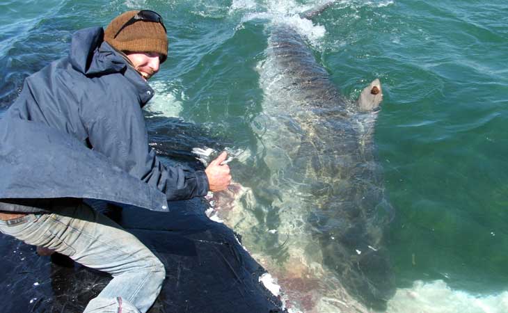 La Aldea Irreductible: El hombre que susurraba a los tiburones tigre