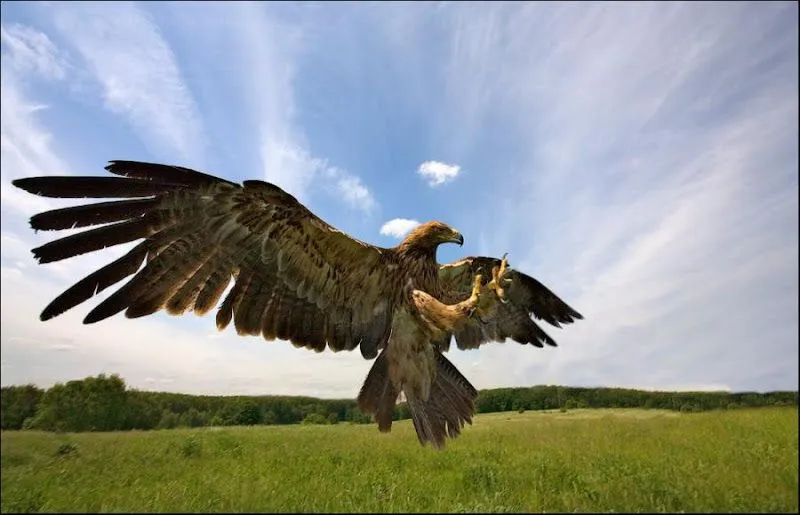 La Aldea Irreductible: NATURALEZA ASOMBROSA - AGUILA vs ZORRO