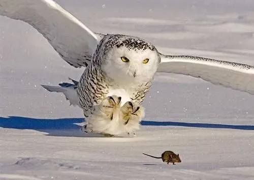 alegria: Búho Nival el cazador de las nieves con su mirada asesina ...