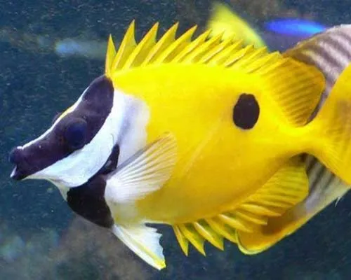 Alerta ante la llegada del 'pez conejo'