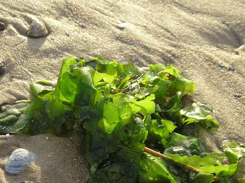 algas marinhas | Engenharia Ambiental