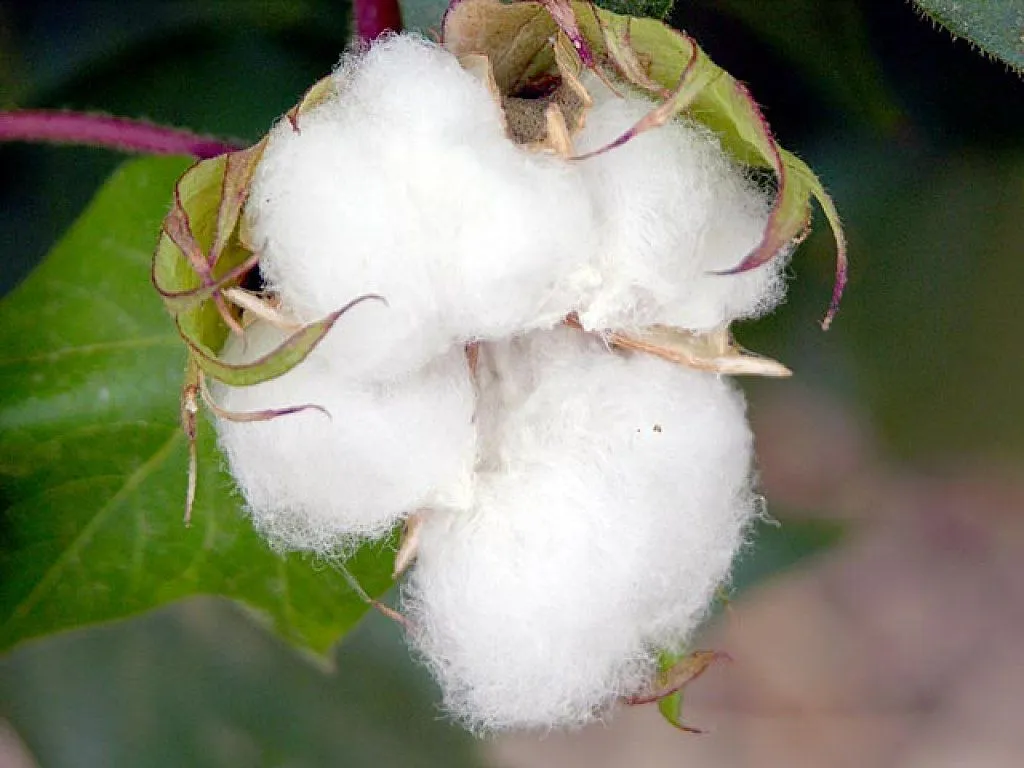 algodon | Cuidar de tus plantas es facilisimo.