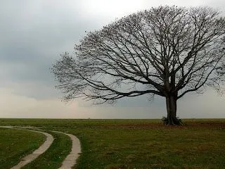 Hay alguien ahí afuera...?: La poesía es un árbol sin hojas que da ...