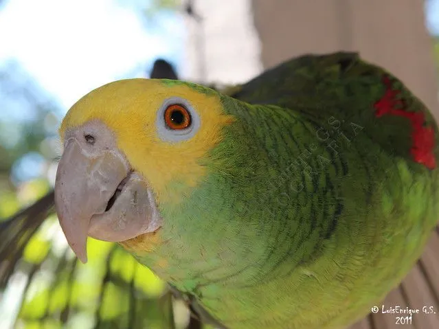 HAY ALGUIEN AHI..¡¡¡ ? Loro Verde Cabeza Amarilla - Pancho ...