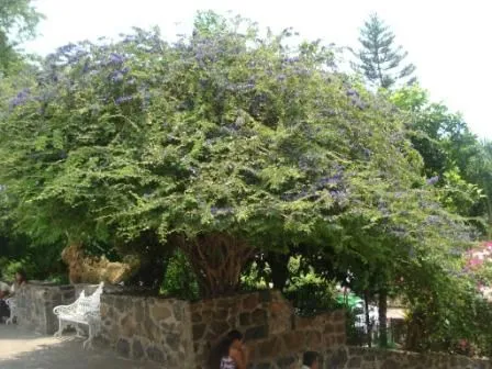 Alguien sabe como se lama este arbol de flor morada - Foro de ...