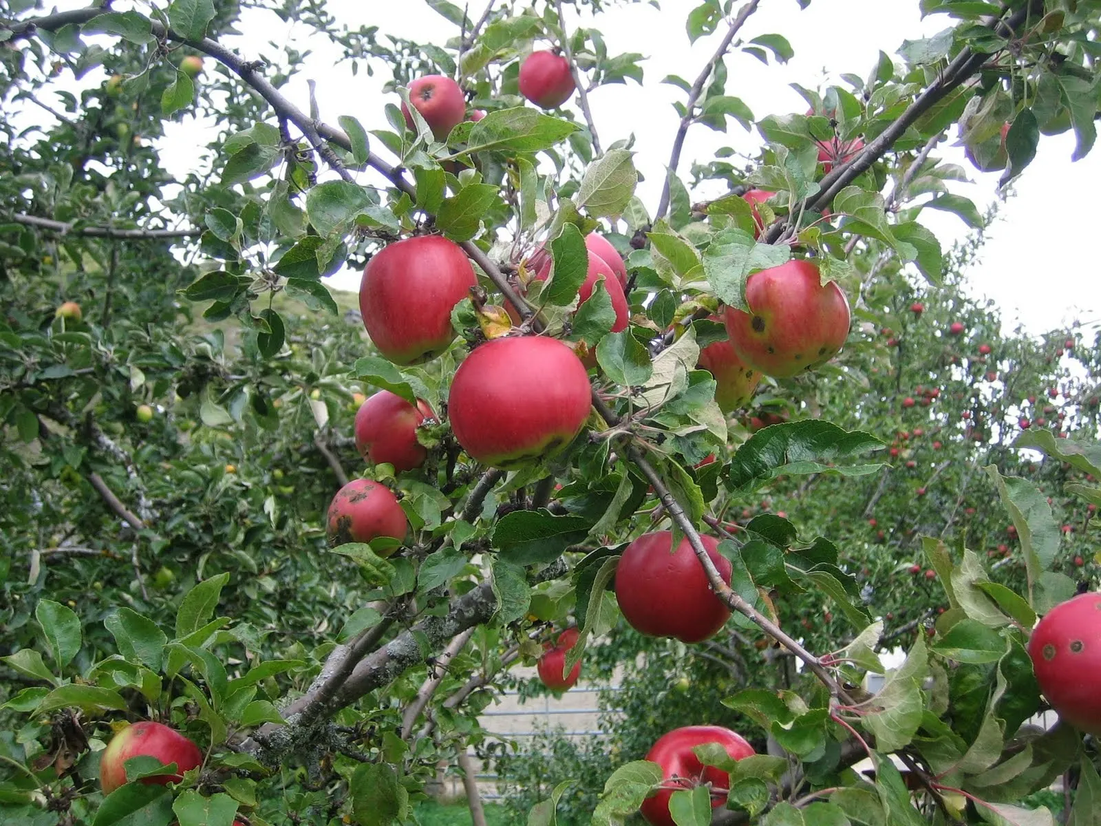 alidei: Tiempo de cosecha / Time for harvesting