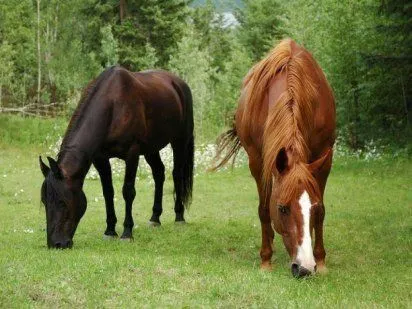 La alimentación de los caballos | Cuidar de tu mascota es facilisimo.