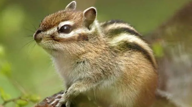 Alimentar a una ardilla bebé