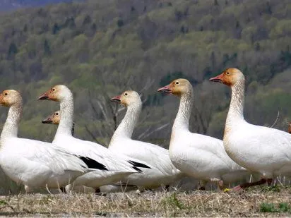 La alimentación de las aves de corral | Cuidar de tu mascota es ...