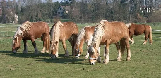 Alimentación de los caballos. Comida para caballos.