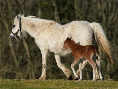 La alimentación de los caballos | Cuidar de tu mascota es facilisimo.