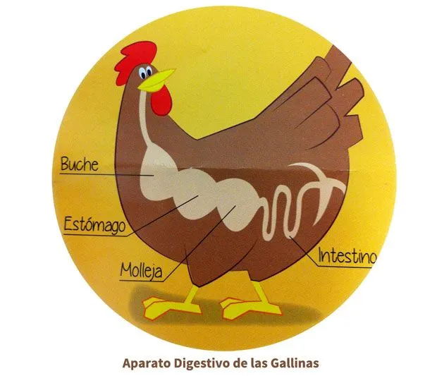 La alimentación de las gallinas | Planeta Huerto