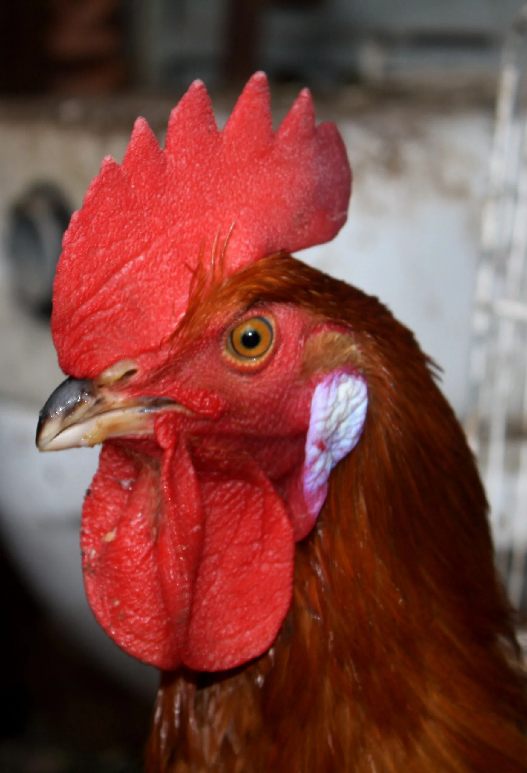 Alimentos curiosos: Crestas de gallo | Casa Tonardo