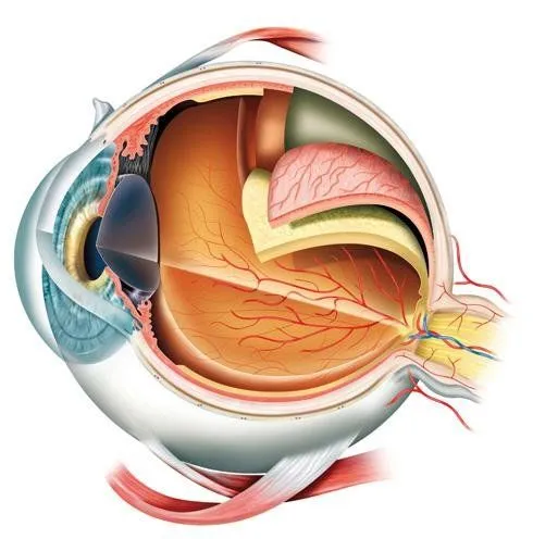 Ojo 3D. Fotos Anatomía general. Plusesmas.