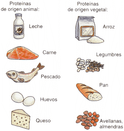 Dibujos de los alimentos de origen animal - Imagui