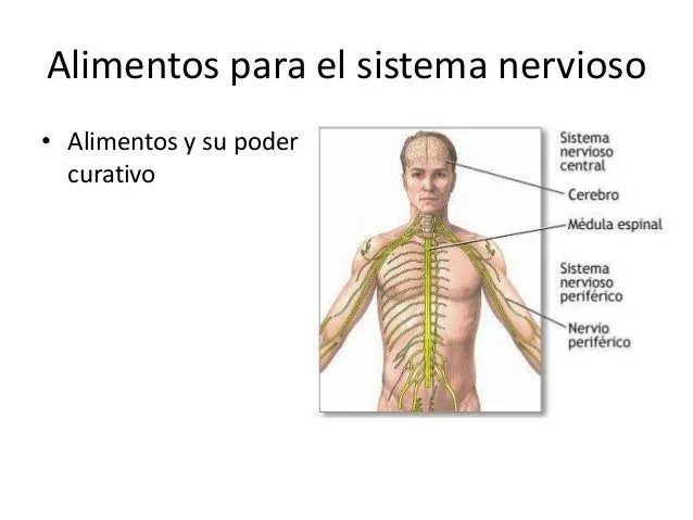 Alimentos para el sistema nervioso