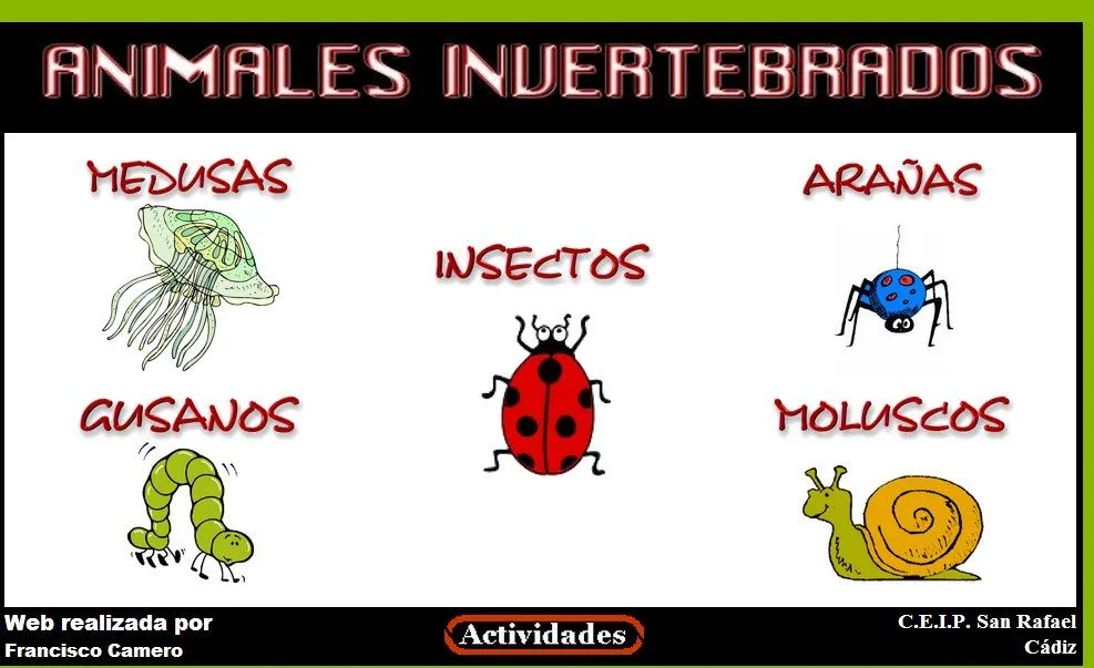 ANIMALES INVERTEBRADOS | Webquest: Concepto, Origen, Estructura ...