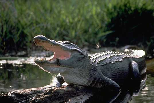 Alligator (Alligator mississippiensis) - Animals - A-Z Animals ...