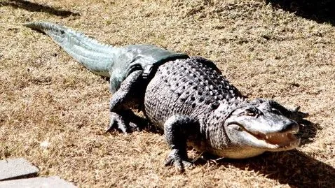 Alligator in Phoenix Tries Out New Prosthetic Tail - ABC News