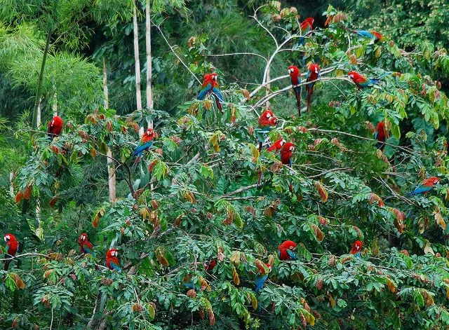 ALLPE Medio Ambiente Blog Medioambiente.org : Árboles rojos ...