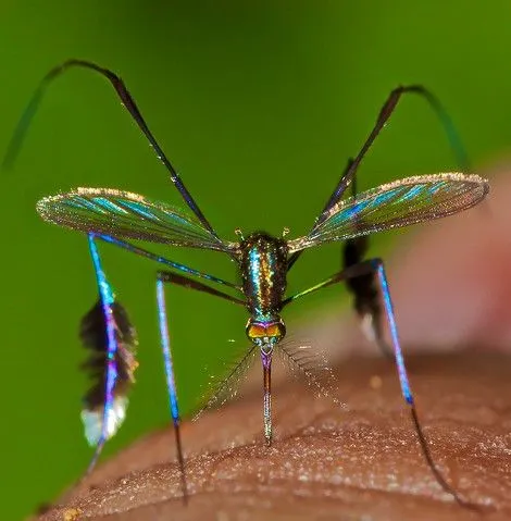 ALLPE Medio Ambiente Blog Medioambiente.org : El mosquito más ...