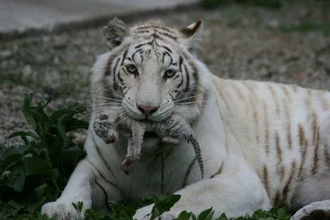 ALLPE Medio Ambiente Blog Medioambiente.org : Tres tigres blancos ...